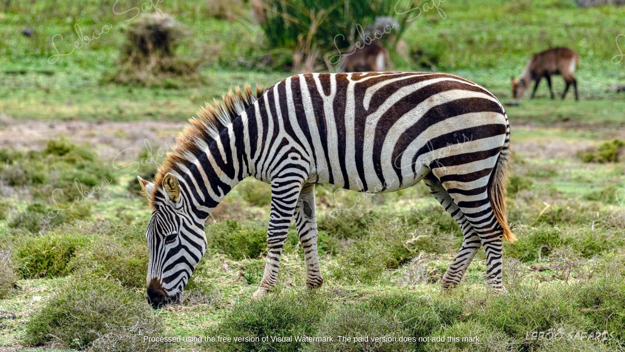 Safari Combine Kenya-Tanzanie