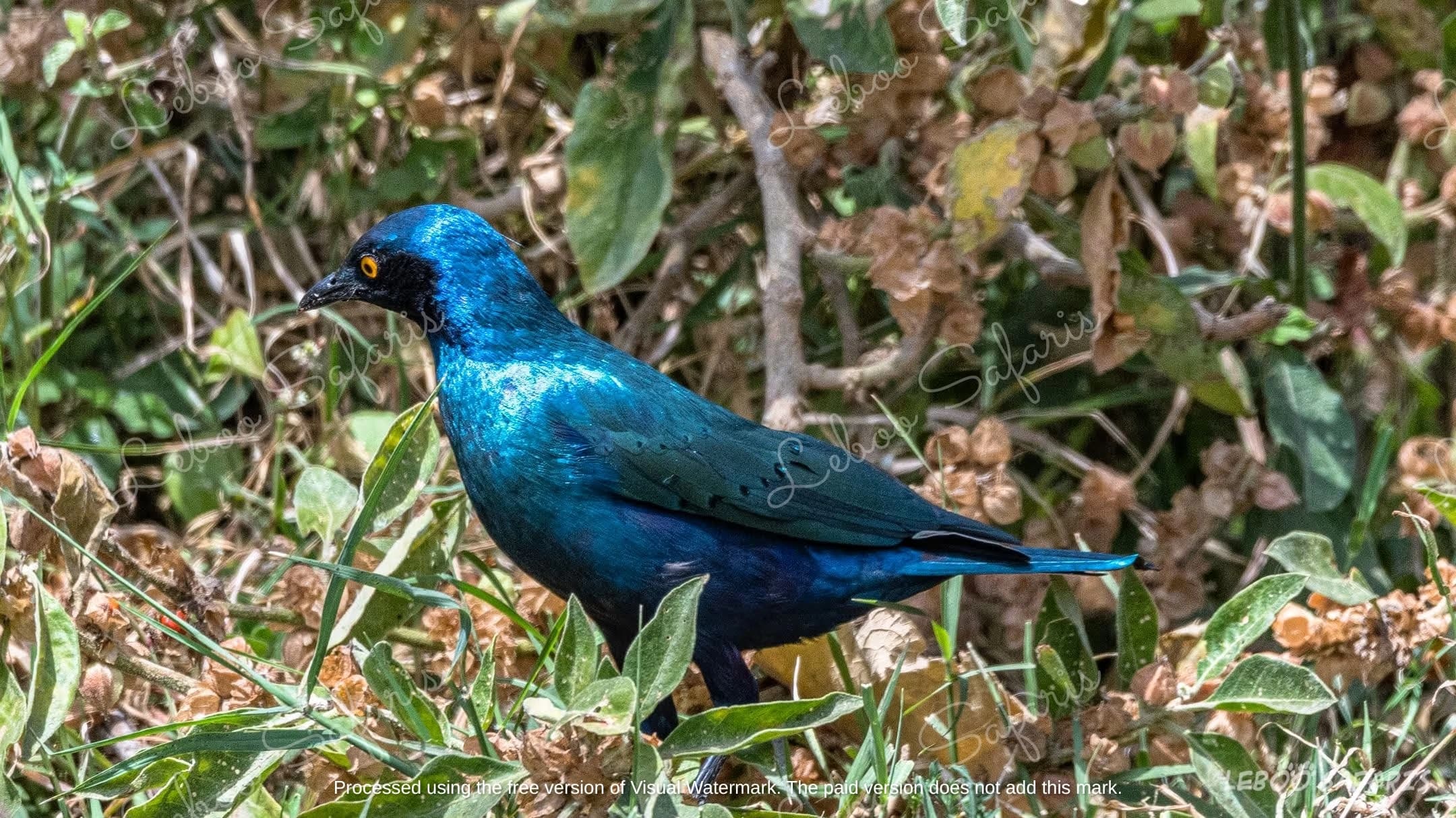 Le Meilleur de L'Ouganda