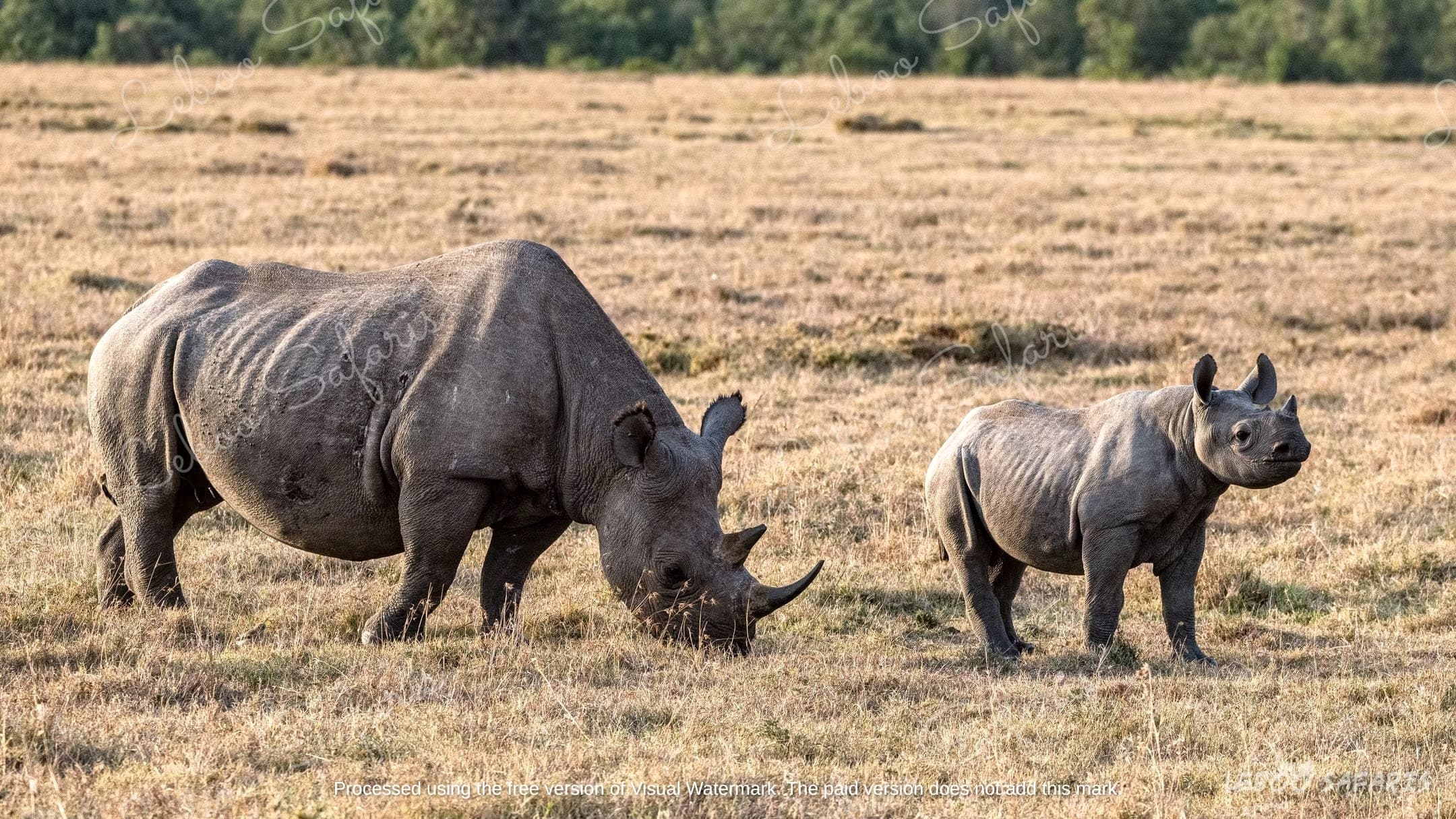 Safari Kifaru au Kenya