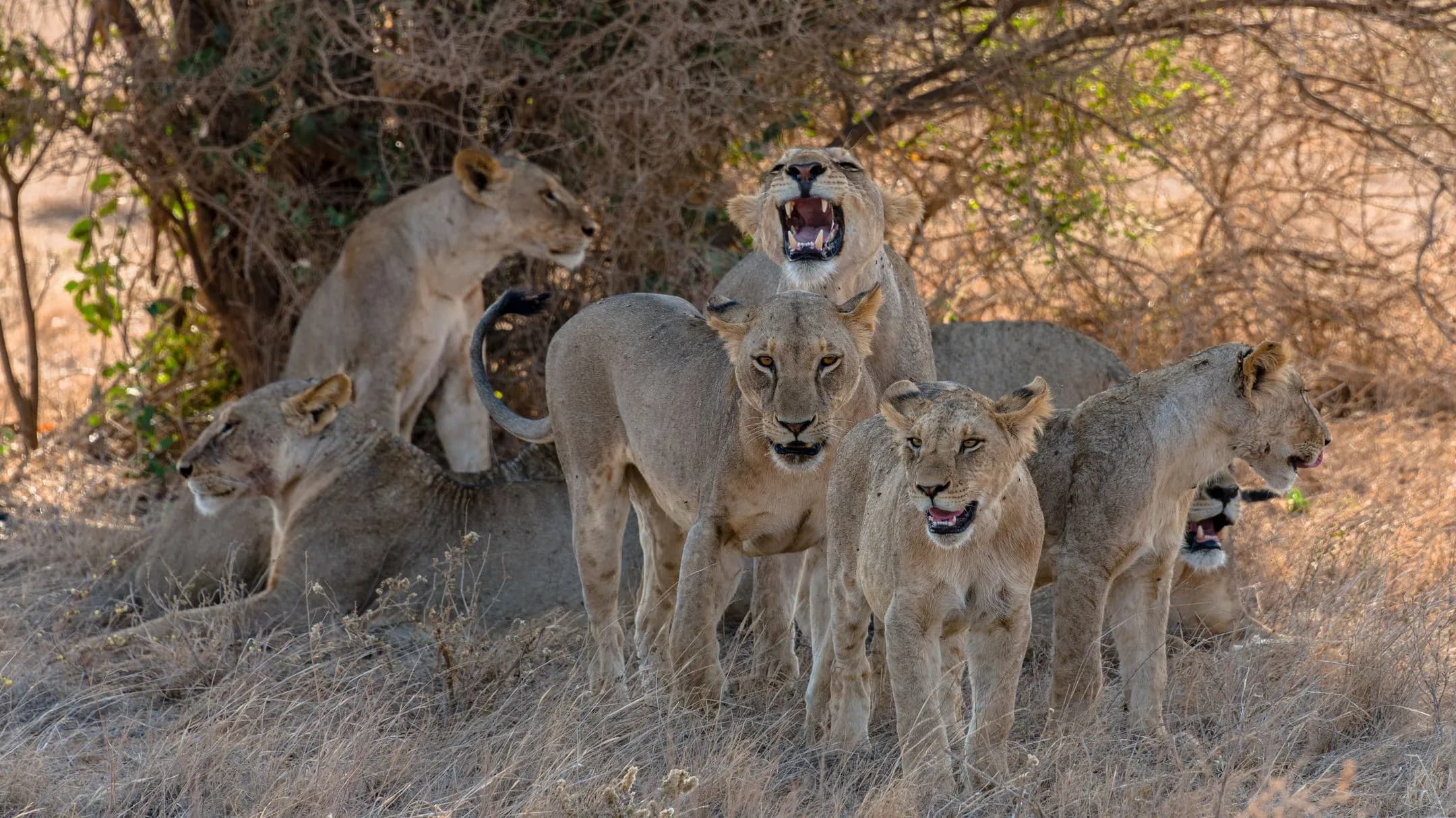 Leboo Safaris - Experience Wild Adventure Safaris